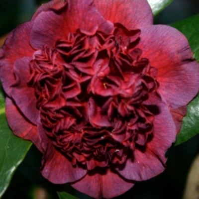 Burgundy Rose